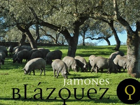 Ibérico_Schweine Ibérico_Schweine