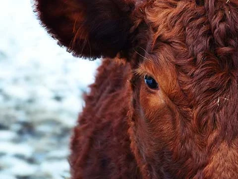 Heritage Angus Beef