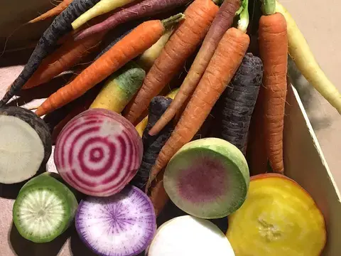 Bunte Karotten & Farbige Bete Bunte Karotten & Farbige Bete