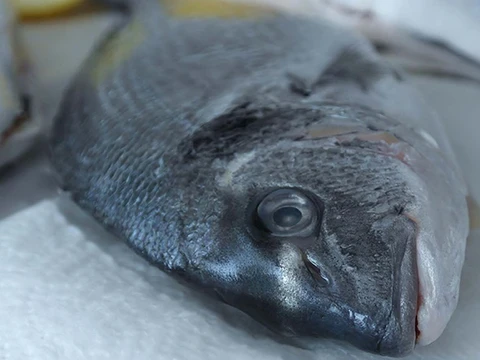 Dorade
