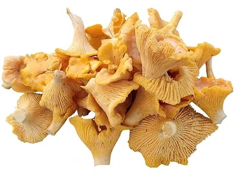 Pfifferlinge