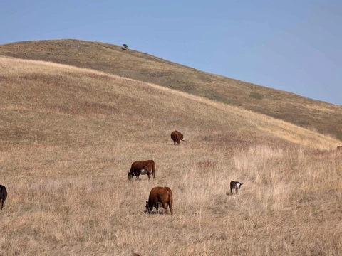 Heritage Angus - Kanada